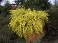 Cytisus praecox